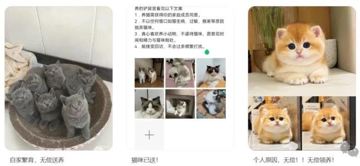 360截图20250104121006933.jpg 小红书做宠物赠送,一个月利润5W+