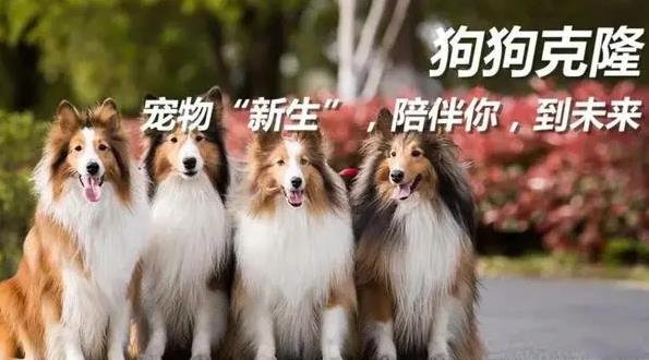 360截图20240131012337582.jpg 克隆猫狗的蓝海暴利市场